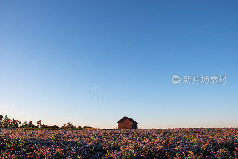 大雁飞过艾伯塔省田野里盛开的紫色庄稼