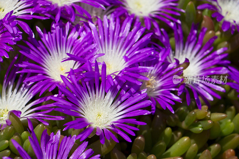 Delosperma