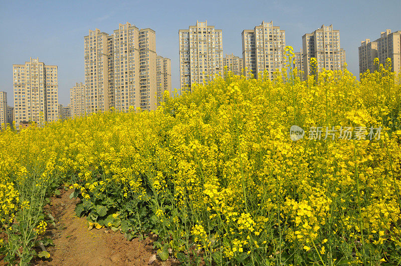 油菜花领域