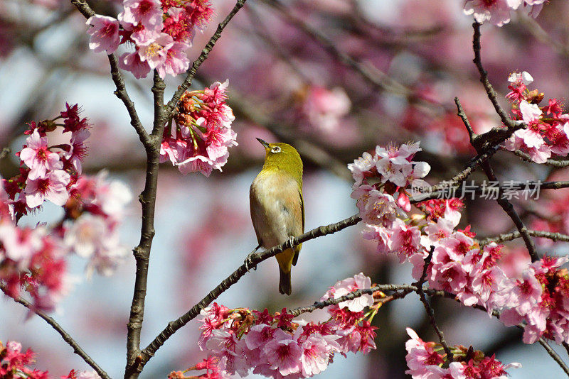 樱花和日本白眼