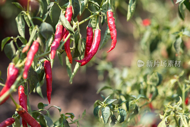 许多红辣椒挂在辣椒植物上