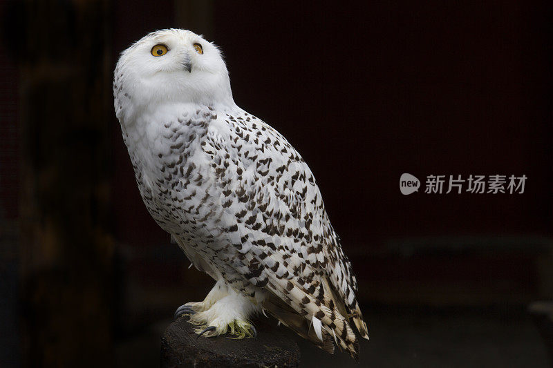 雪鸮