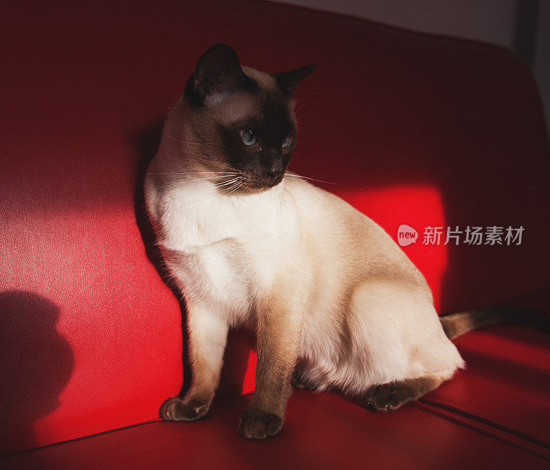 东奇尼猫的猫