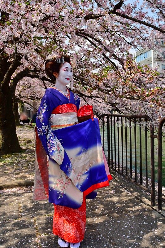 日本一名女子穿着舞子服装在京都欣赏樱花