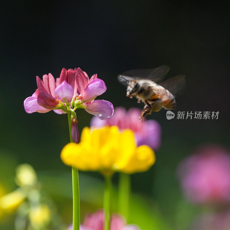 春天里，蜜蜂在粉红色的野花上