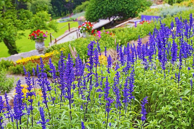 公共公园的薰衣草田和花圃草地-放松景观