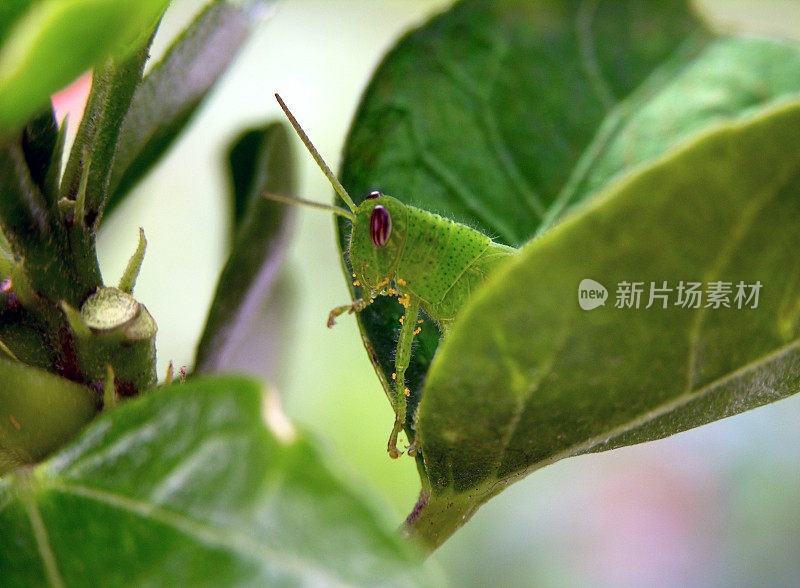 不，这里没有板球