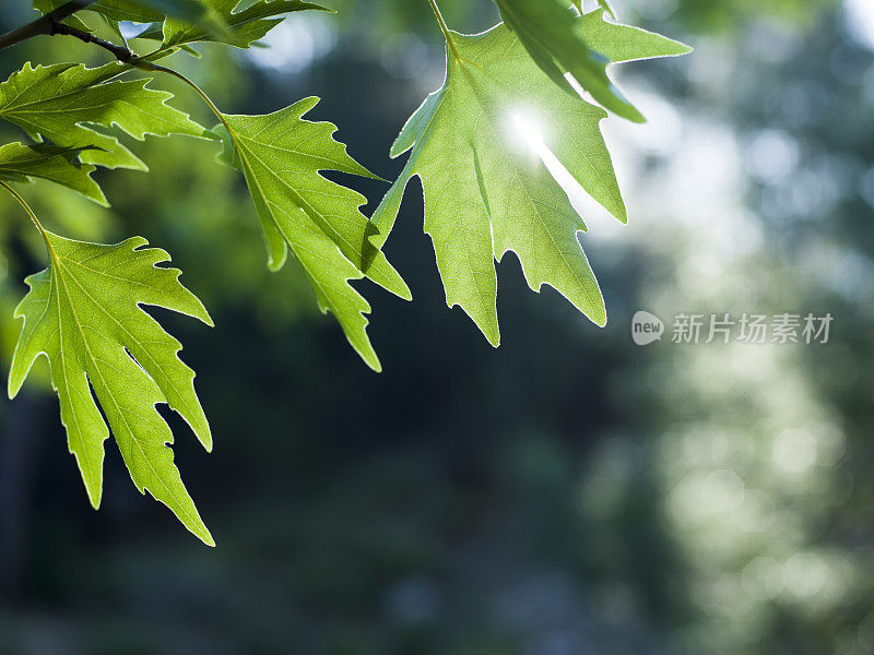 绿枫叶背景