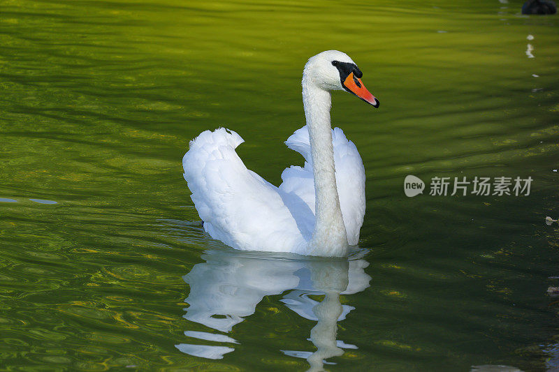 德国湖中的天鹅