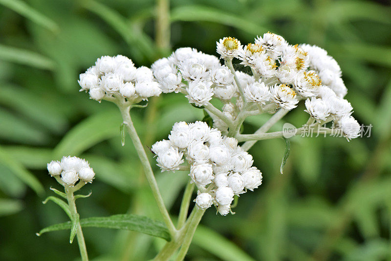 珍珠永恒的草药花替代药物