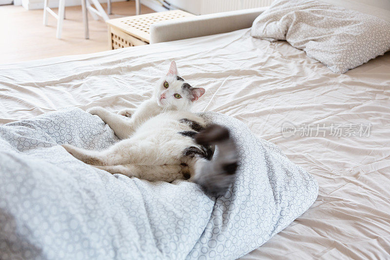 有黑点的白猫躺在床上