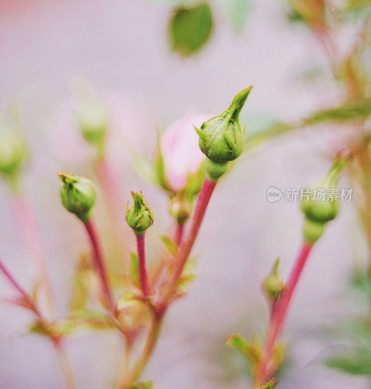 粉红色的玫瑰花蕾即将绽放