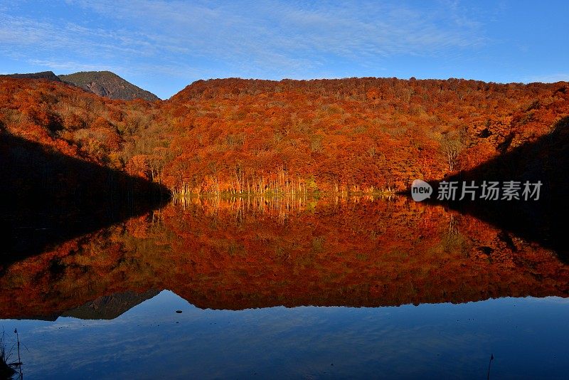 日本东北部和田市秋季沼泽的光影