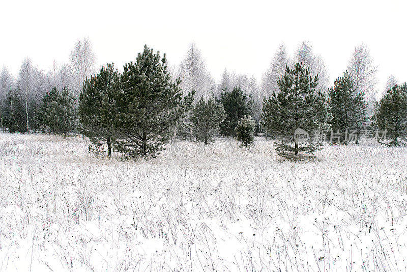 冬天结霜的松树，白茫茫的天空