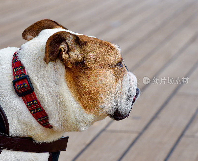 英国牛头犬