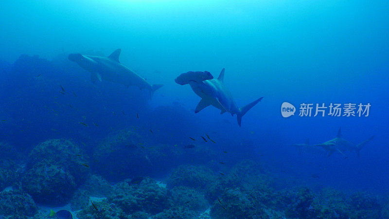 深海暗礁上的一群双髻鲨