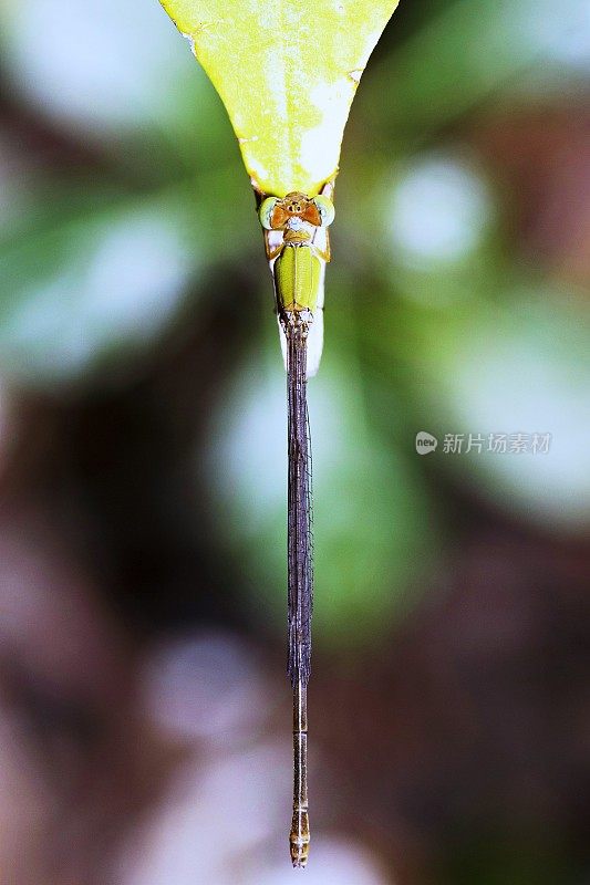 蜻蜓在叶的顶端。