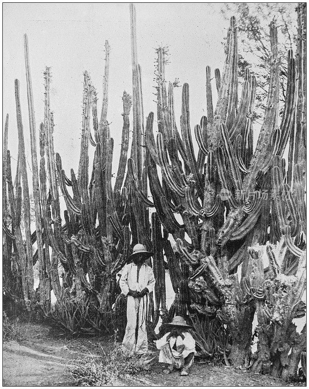 来自美国海军和陆军的古老历史照片:仙人掌篱笆，古巴