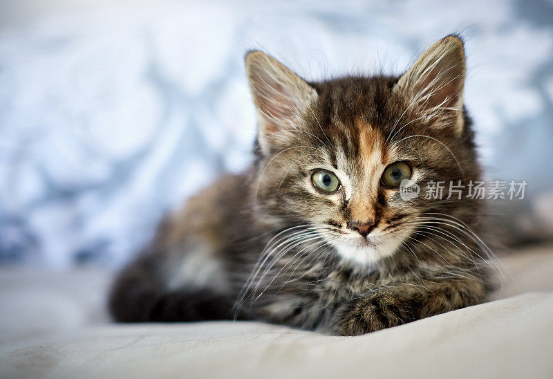 可爱的7周大的虎斑猫肖像