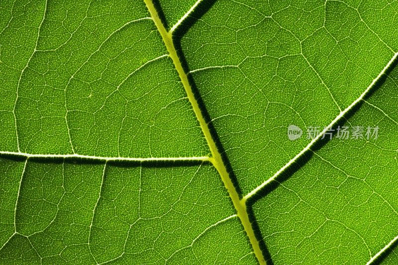 闭合明亮的绿叶细节。