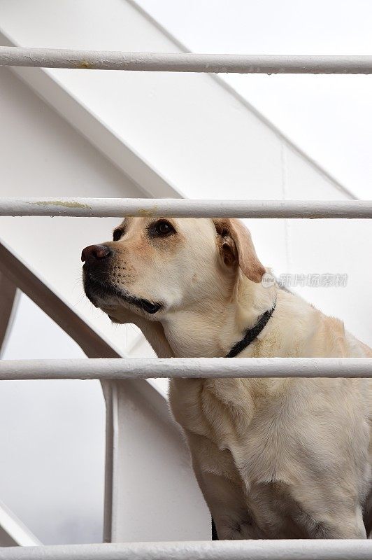 船上甲板上的拉布拉多寻回犬