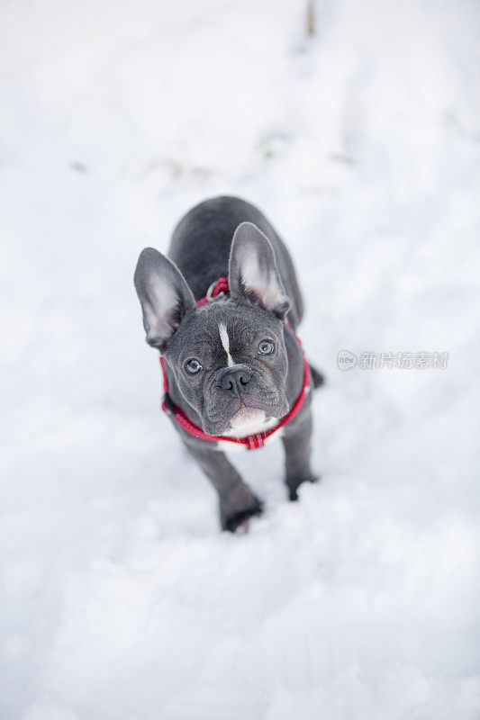 狗在雪地