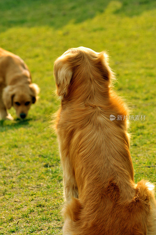 金毛猎犬成人