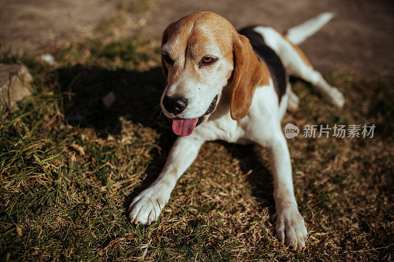 年轻女人和比格犬