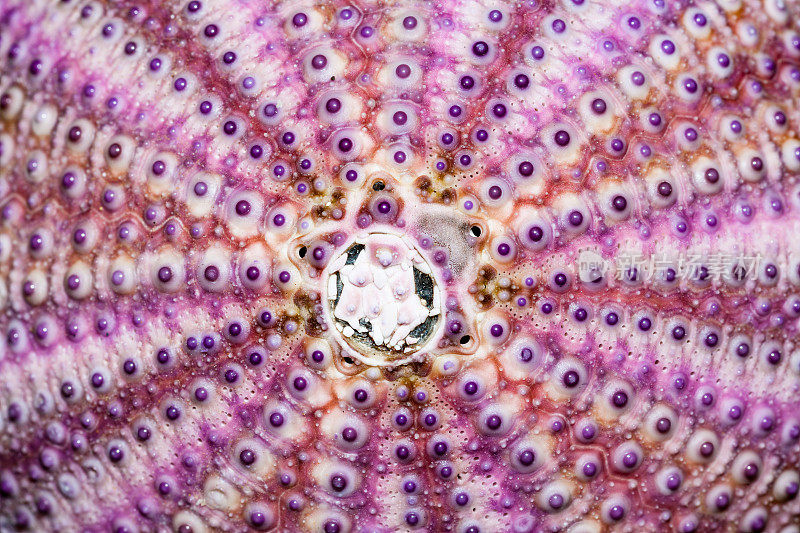 地中海紫海胆壳的中部