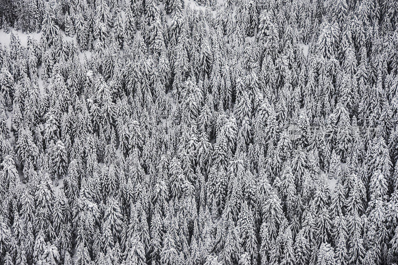 鸟瞰图的雪树