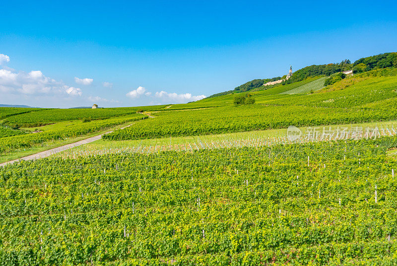 葡萄园在低森林纪念碑纪念碑Rüdesheim，德国