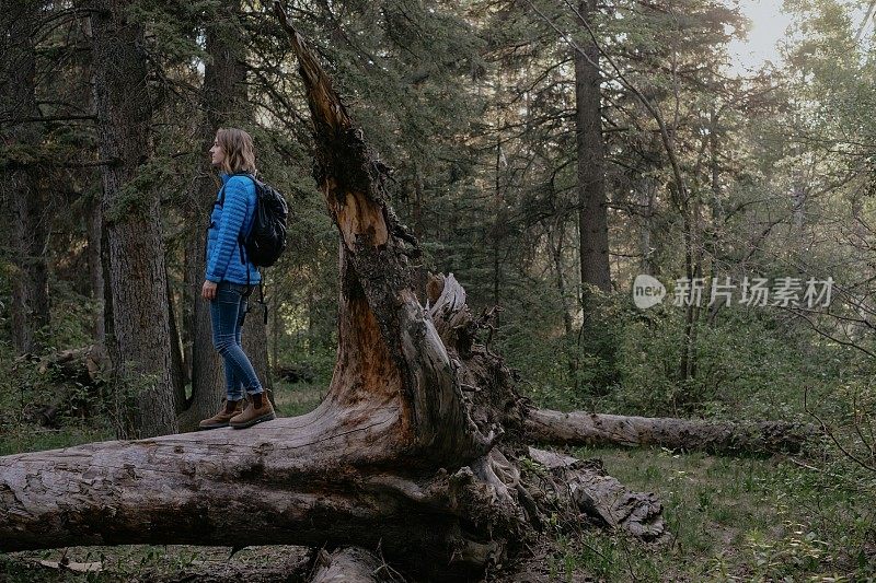 女人走在倒下的树上