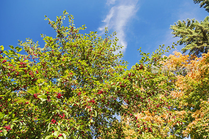秋天有红色浆果的山楂树