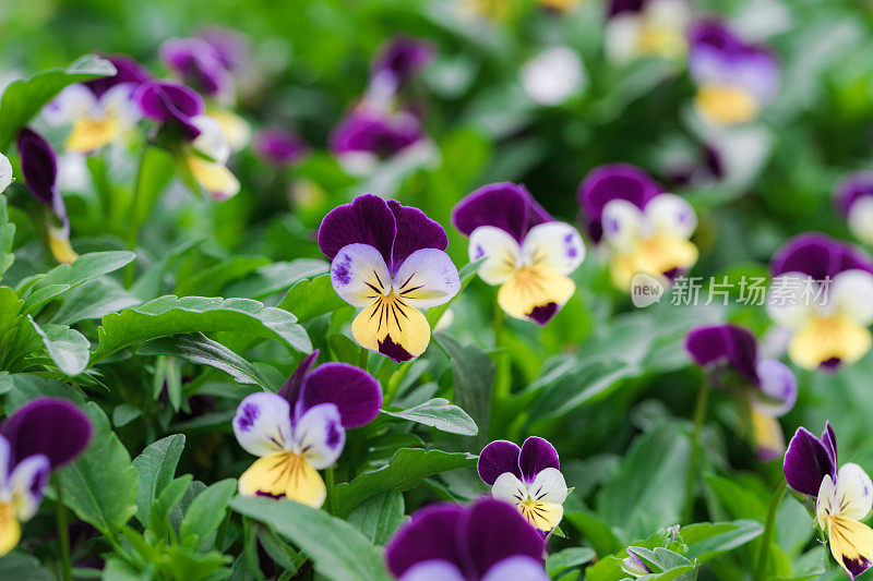 中提琴花的特写