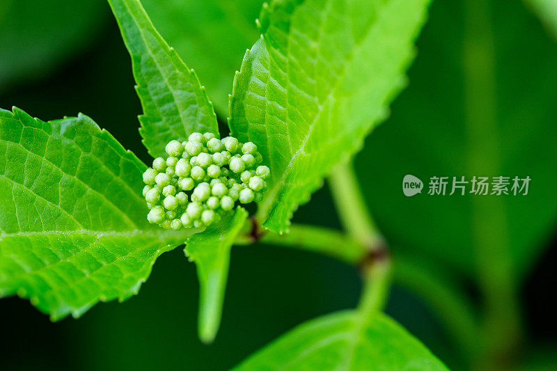 绣球花豆芽