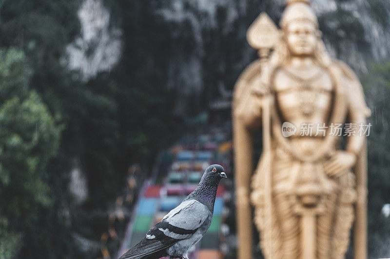 鸽子和Murugan雕像