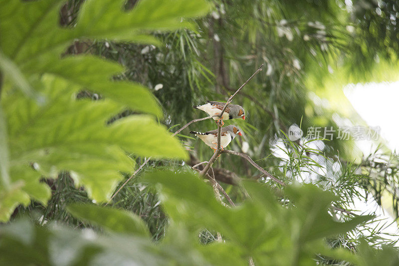 斑胸草雀的夫妇