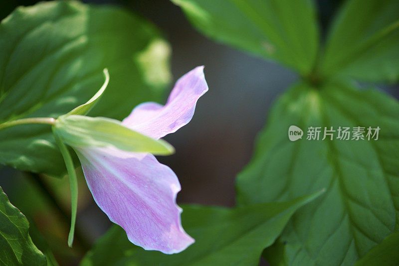 白色Trillium特写