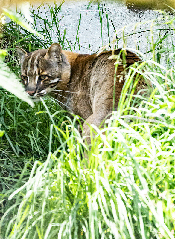 钓鱼猫