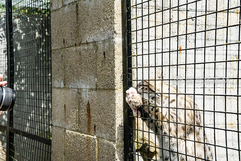 笼子里的猞猁或山猫