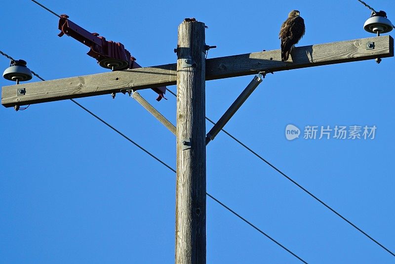 蛇河斯文森的鹰