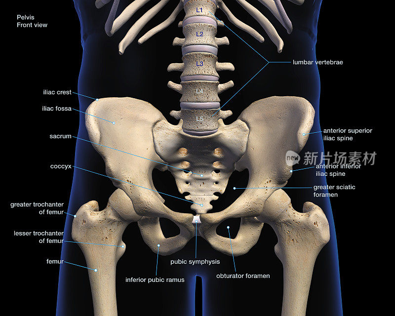 男性骨盆和髋骨标记前视图黑色