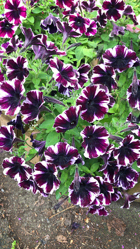 紫色和白色的盛开的矮牵牛花生长在夏季花园的塑料彩色吊篮，拖曳的矮牵牛花和绿色的叶子作为一年生的花园床上植物，开花，生长的一年生植物，并在超市花园中心出售