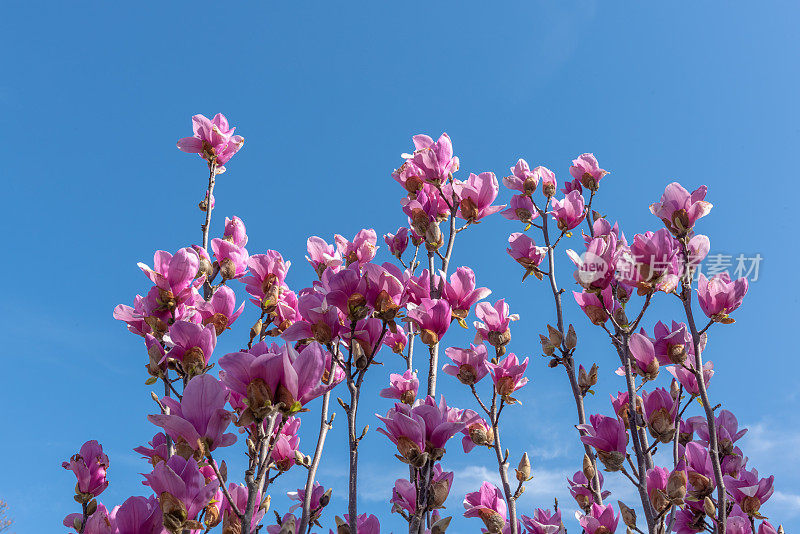 在国家樱花节期间，华盛顿特区乔治·梅森纪念公园的鲜花
