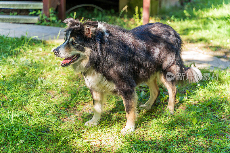 友好的边境牧羊犬