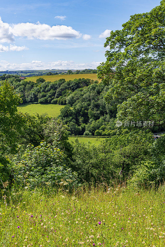俯瞰英国约克郡北部乡村耕地的野花草地的田园诗般的景色。