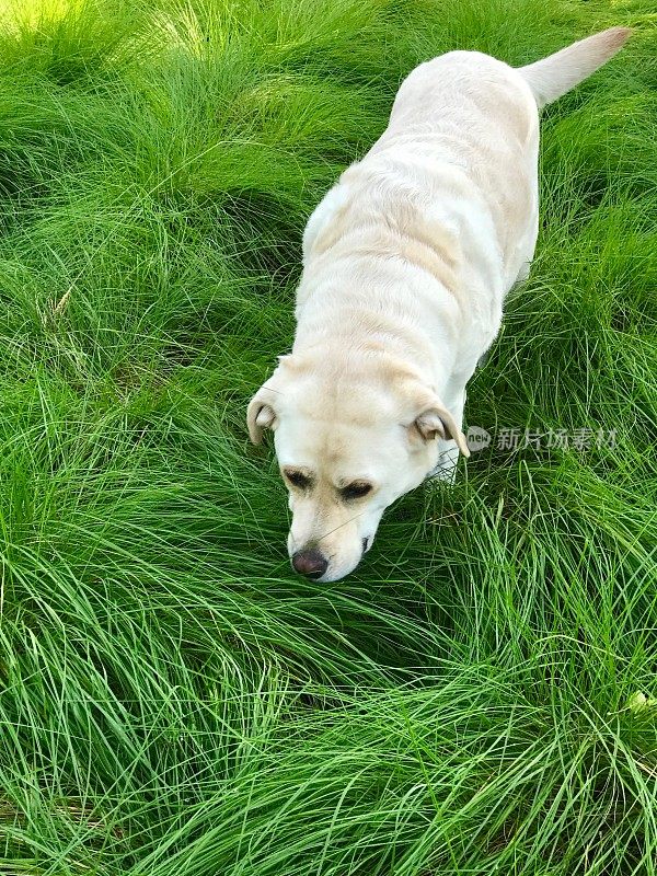 拉布拉多寻回犬