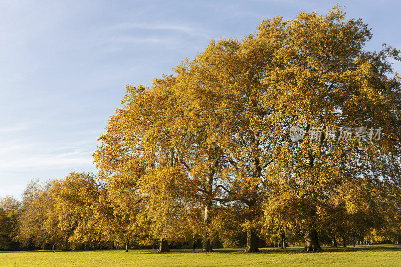 伦敦海德公园里美丽的秋树
