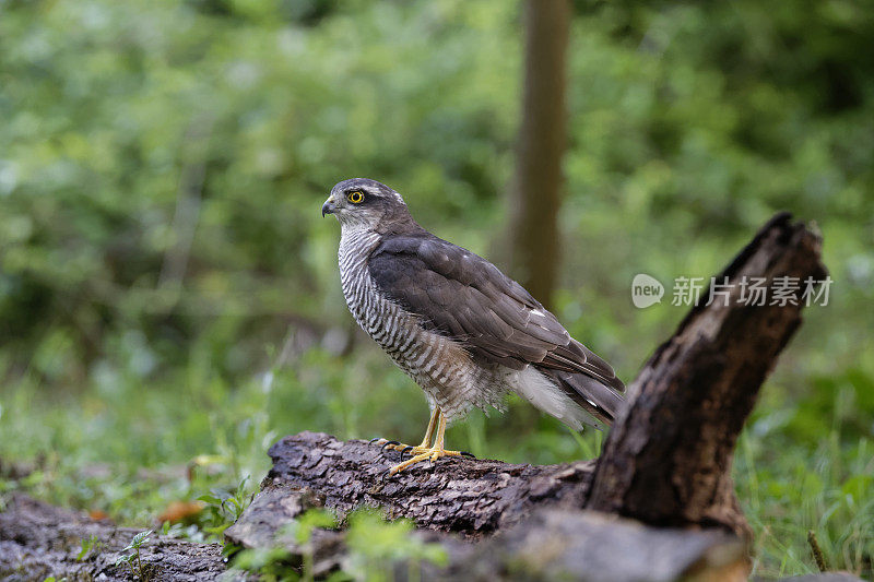 Sparrowhawk(猛禽努力)