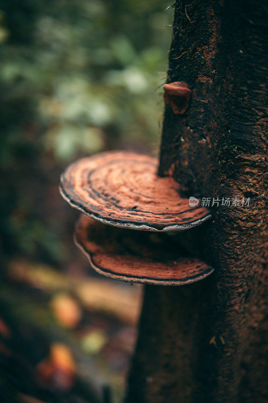 热带雨林中的奇异蘑菇